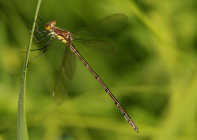 Lestes eurinus; Amber-winged Spreadwing