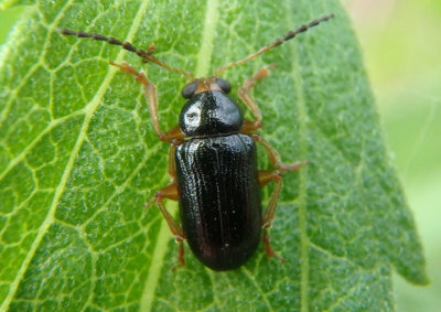 Metachroma angustulum; Leaf Beetle species