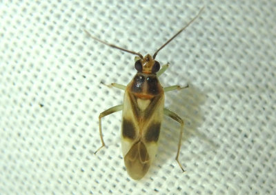 Orthotylus ornatus; Plant Bug species