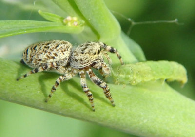 Pelegrina galathea; Peppered Jumper