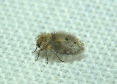Psychoda Moth Fly species