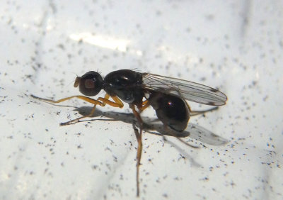 Sepsis Black Scavenger Fly species