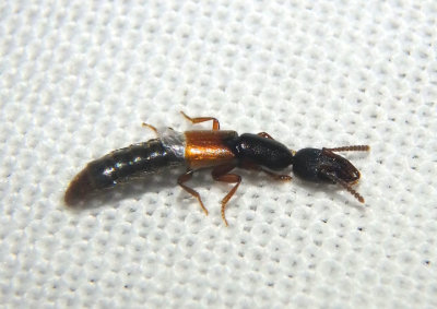 Stenistoderus rubripennis; Large Rove Beetle species