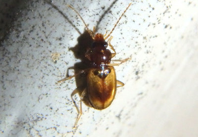 Tachys proximus; Ground Beetle species