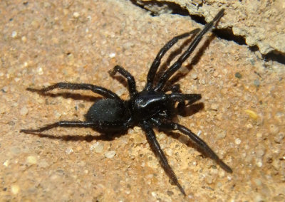 Zelotes Ground Spider species