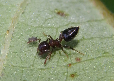 Crematogaster lineolata; Acrobat Ant species