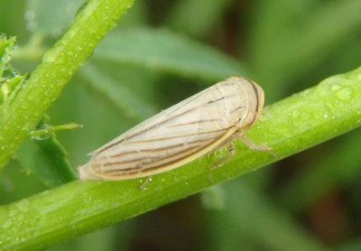 Athysanus argentarius; Silver Leafhopper; exotic