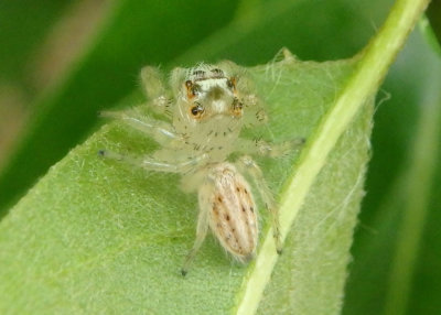 Colonus sylvanus; Jumping Spider species; female