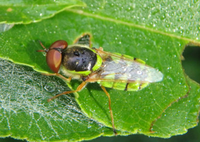 Odontomyia cincta; Soldier Fly species; male