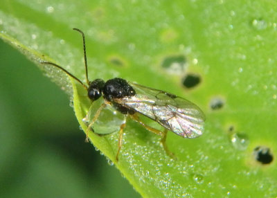 Tersilochinae Ichneumon Wasp species; male