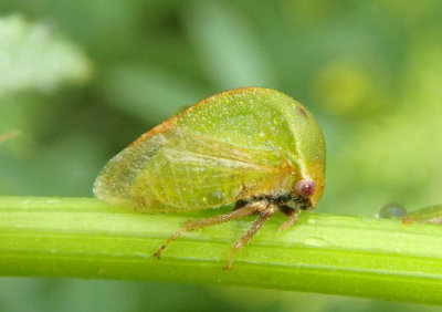 Stictocephala lutea; Buffalo Treehopper species