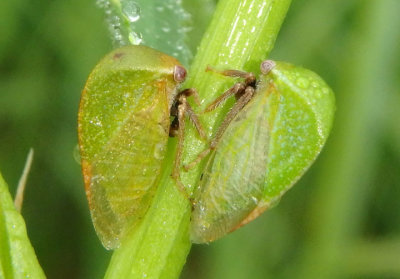Stictocephala lutea; Buffalo Treehopper species