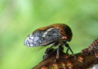 Vanduzea arquata; Black Locust Treehopper