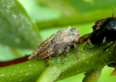 Vanduzea arquata; Black Locust Treehopper nymph