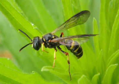 Cerceris Apoid Wasp species