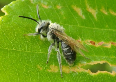 Andrena wilkella; Miner Bee species; exotic