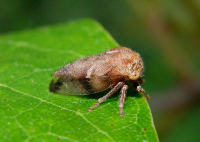 Ophiderma pubescens; Treehopper species