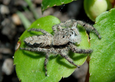 Platycryptus undatus; Jumping Spider species; female