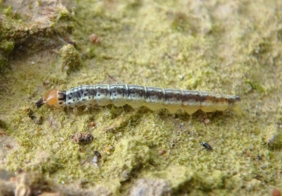 2281 - Dichomeris ligulella; Palmerworm 