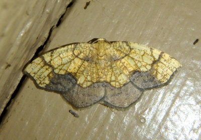 7010 - Nematocampa resistaria; Horned Spanworm Moth; male