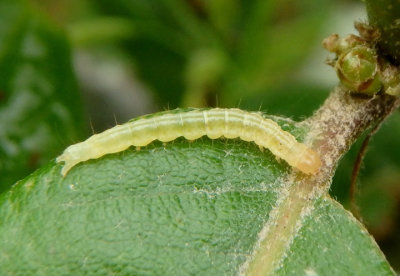 2277-2311 - Dichomeris Twirler Moth species caterpillar