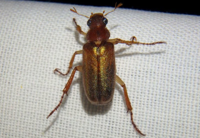 Dichelonyx linearis; June Beetle species