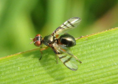 Rivellia Signal Fly species