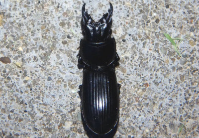 Scarites Ground Beetle species