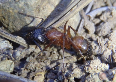 Tanaemyrmex Carpenter Antspecies
