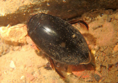 Rhantus atricolor; Predaceous Diving Beetle species
