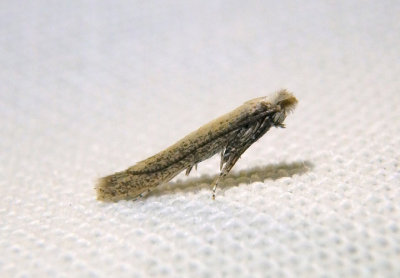 0466 - Bedellia somnulentella; Morning Glory Leaf Miner Moth; exotic