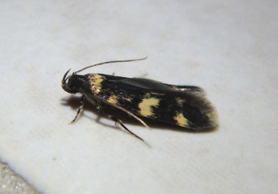 1134 - Oegoconia novimundi; Four-spotted Yellowneck Moth