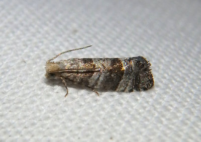 3446 - Corticivora clarki; Tortricid Moth species
