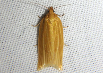 3684 - Clepsis clemensiana; Clemen's Clepsis Moth