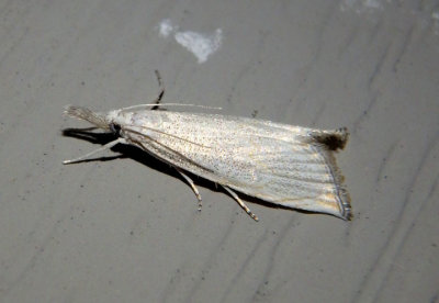 5482 - Haimbachia squamulella; Crambine Snout Moth species