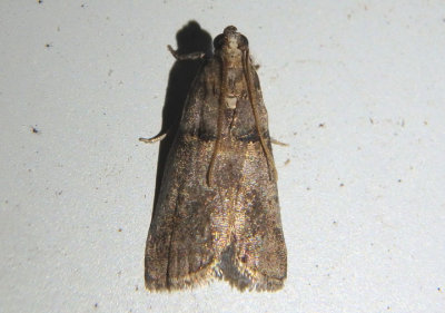 5664 - Acrobasis caryae; Hickory Shoot Borer Moth