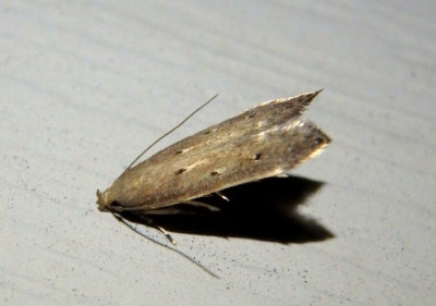 1631-1632 - Perimede Cosmet Moth species complex