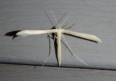 6181-6233 - Hellinsia Plume Moth species