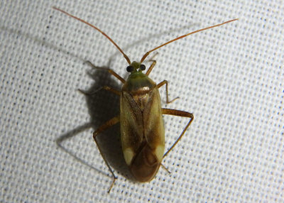 Adelphocoris lineolatus; Alfalfa Plant Bug