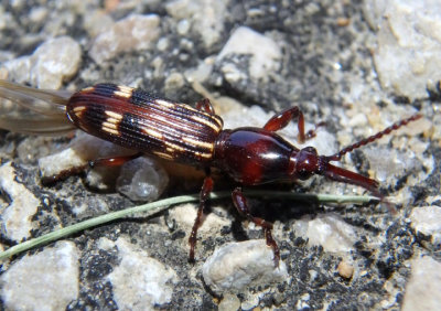 Arrhenodes minutus; Oak Timberworm Beetle; female