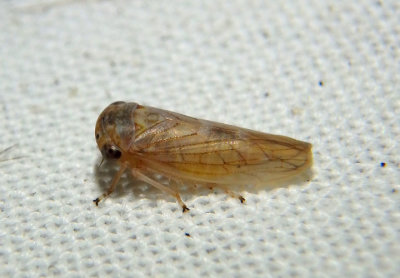 Idocerus Leafhopper species