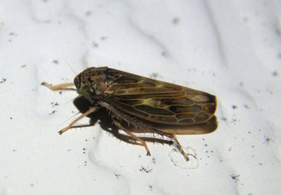 Scleroracus Leafhopper species
