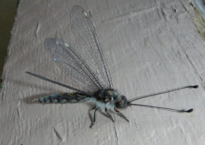 Ululodes quadripunctatus; Four-spotted Owlfly; female