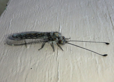 Ululodes quadripunctatus; Four-spotted Owlfly; female