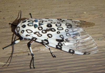 8146 - Hypercompe scribonia; Giant Leopard Moth