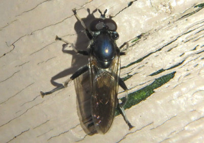 Xylota angustiventris; Syrphid Fly species; male