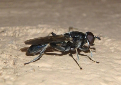 Xylota angustiventris; Syrphid Fly species; male
