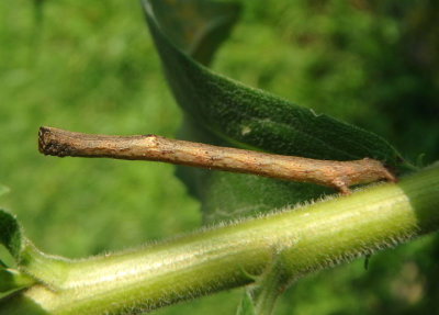 6590 - Anavitrinella pampinaria; Common Gray caterpillar