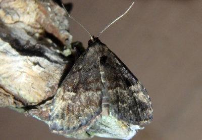 8428 - Dyspyralis nigellus; Owlet Moth species