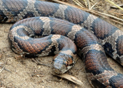 Eastern Milksnake